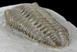 Bargain, Long Eldredgeops Trilobite - Sylvania, Ohio #132440-4